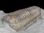 Inflated Flexicalymene Trilobite - Ohio #42831-1